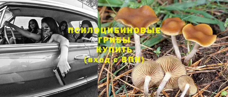 Галлюциногенные грибы Magic Shrooms  Котельники 